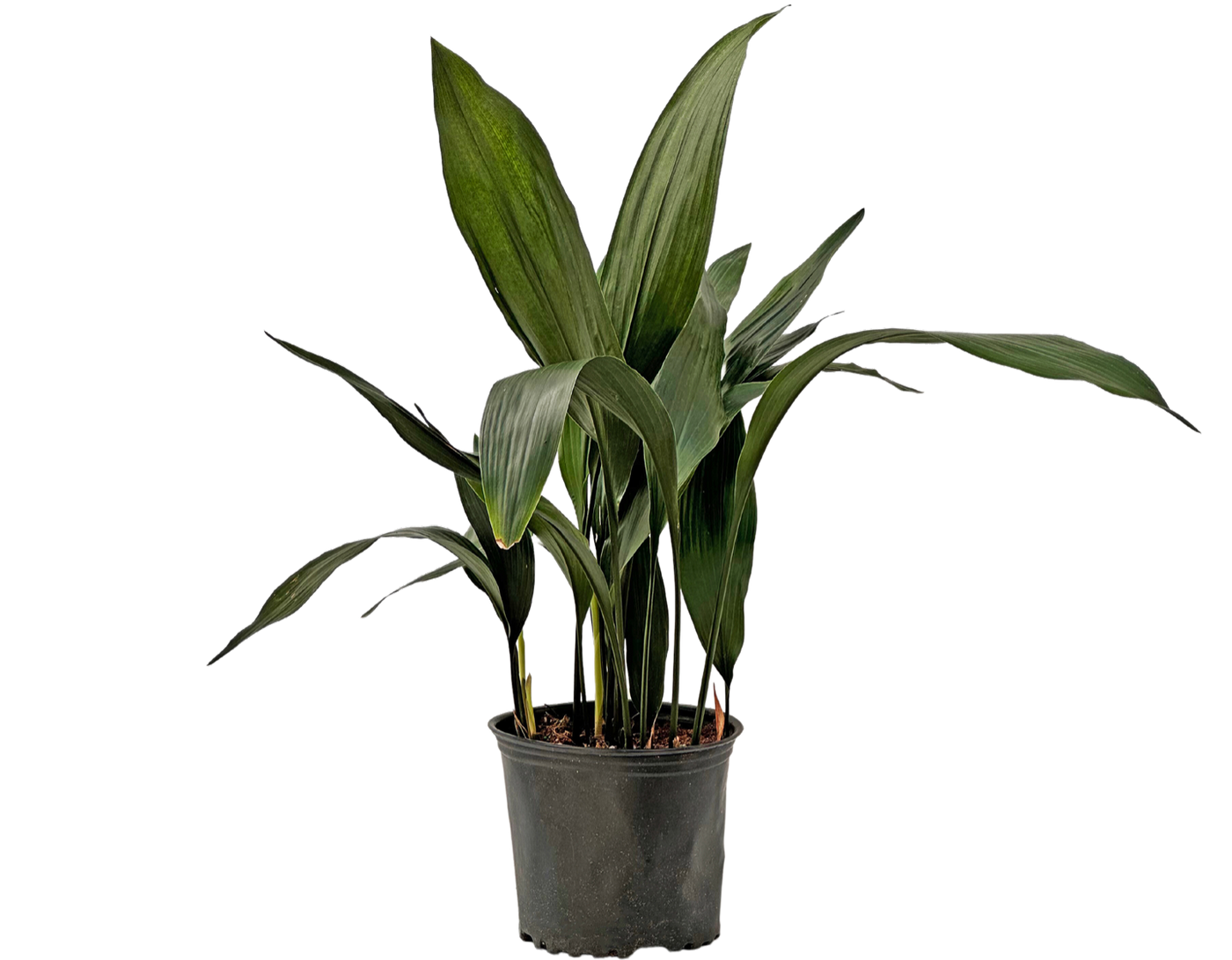 Aspidistra | Cast Iron Plant (L)