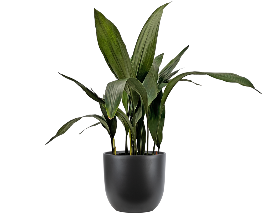 Aspidistra Cast Iron Plant 8" Pot Pet Friendly And Easy Care
