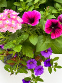 Summer | Pink and Purple Flowering Coco Coir Hanging Basket (XL)