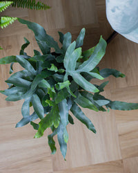 inspiratie-2