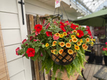 Firethunder | Red and Orange Flowering Coco Coir Hanging Basket (XL)