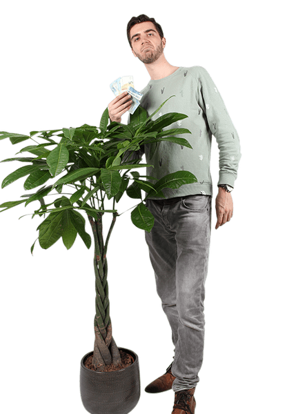 Large money tree online plant for sale