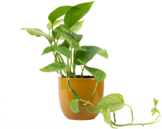 Epipremnum Aureum | Jade Pothos (S)
