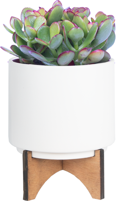 Assorted Crassula | Jade Plant (S)