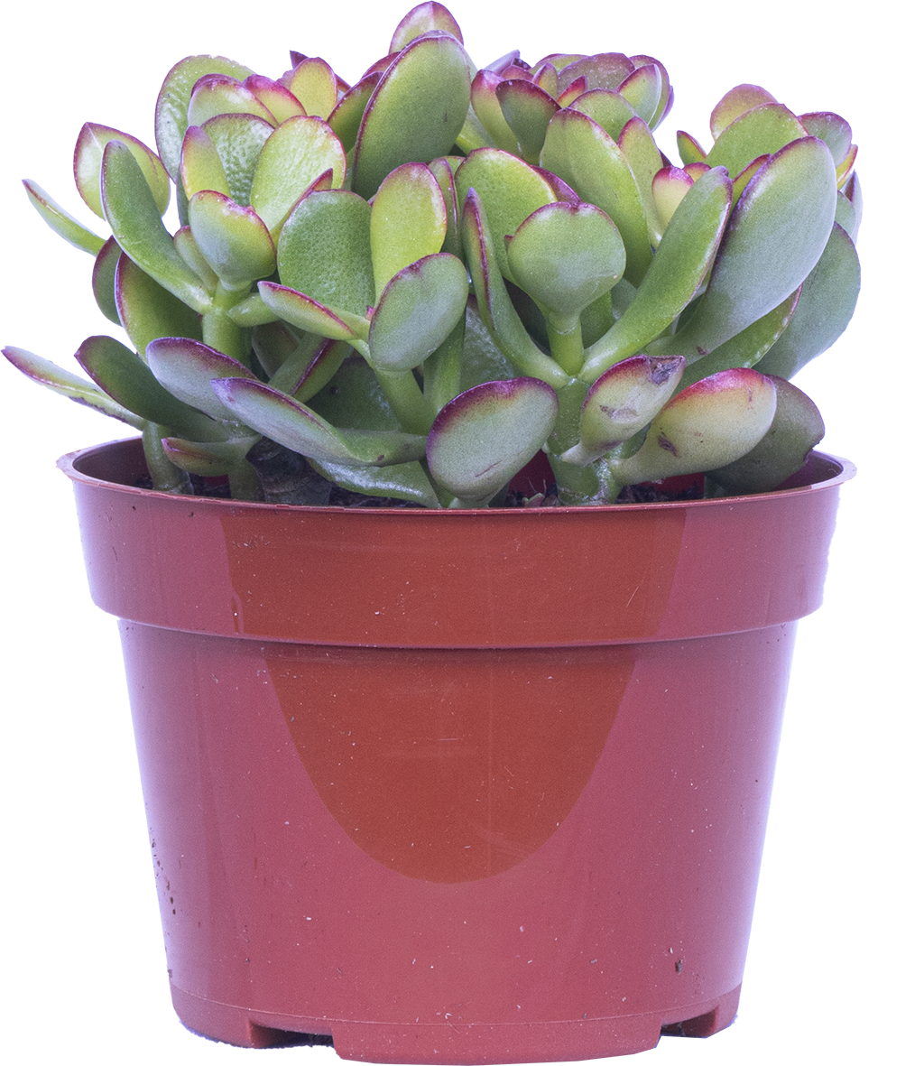 Assorted Crassula | Jade Plant (S)