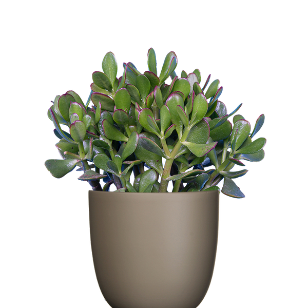 jade plant canada Crassula | Jade Plant | 6" Pot | Easy Care Houseplant