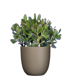 Assorted Crassula | Jade Plant (M)