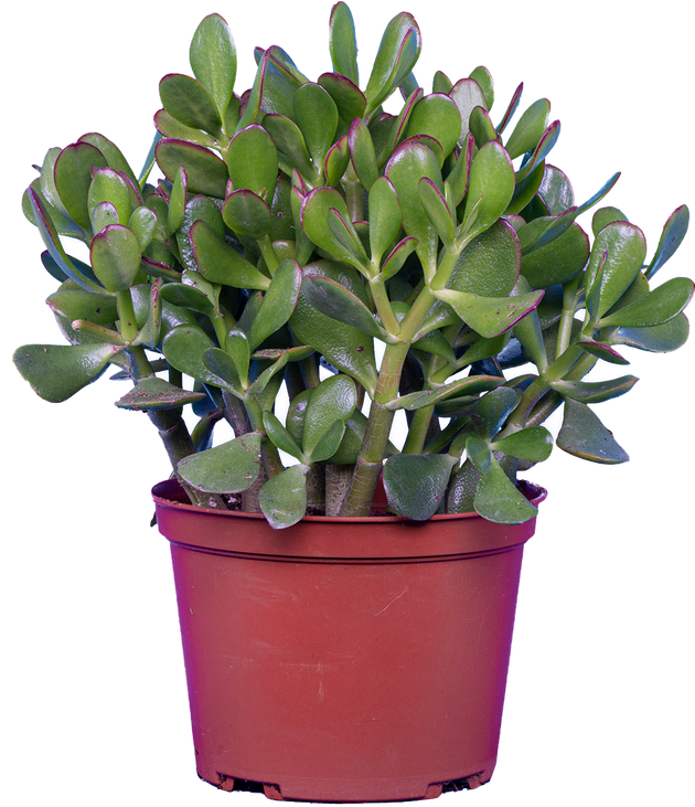 jade plant canada Crassula | Jade Plant | 6" Pot | Easy Care Houseplant
