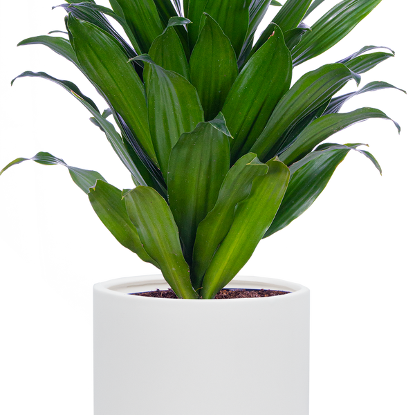 Dracaena Janet Craig Compacta | 6