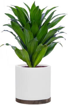 Dracaena Janet Craig Compacta (M)