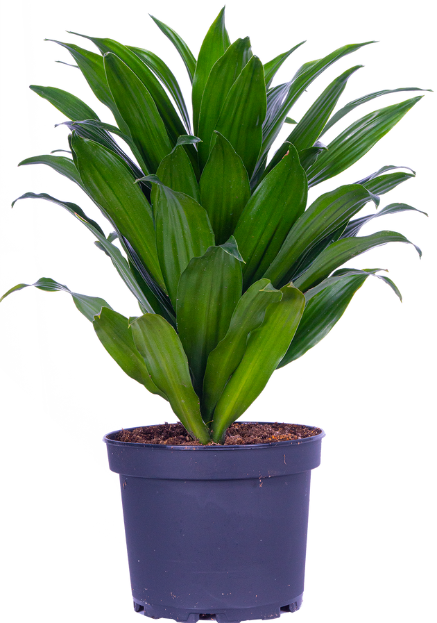 dracaena janet craig toxic Dracaena Janet Craig Compacta | 6" Pot | Easy Care Houseplant
