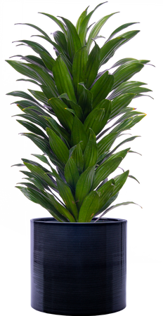 Dracaena Janet Craig Compacta (L)