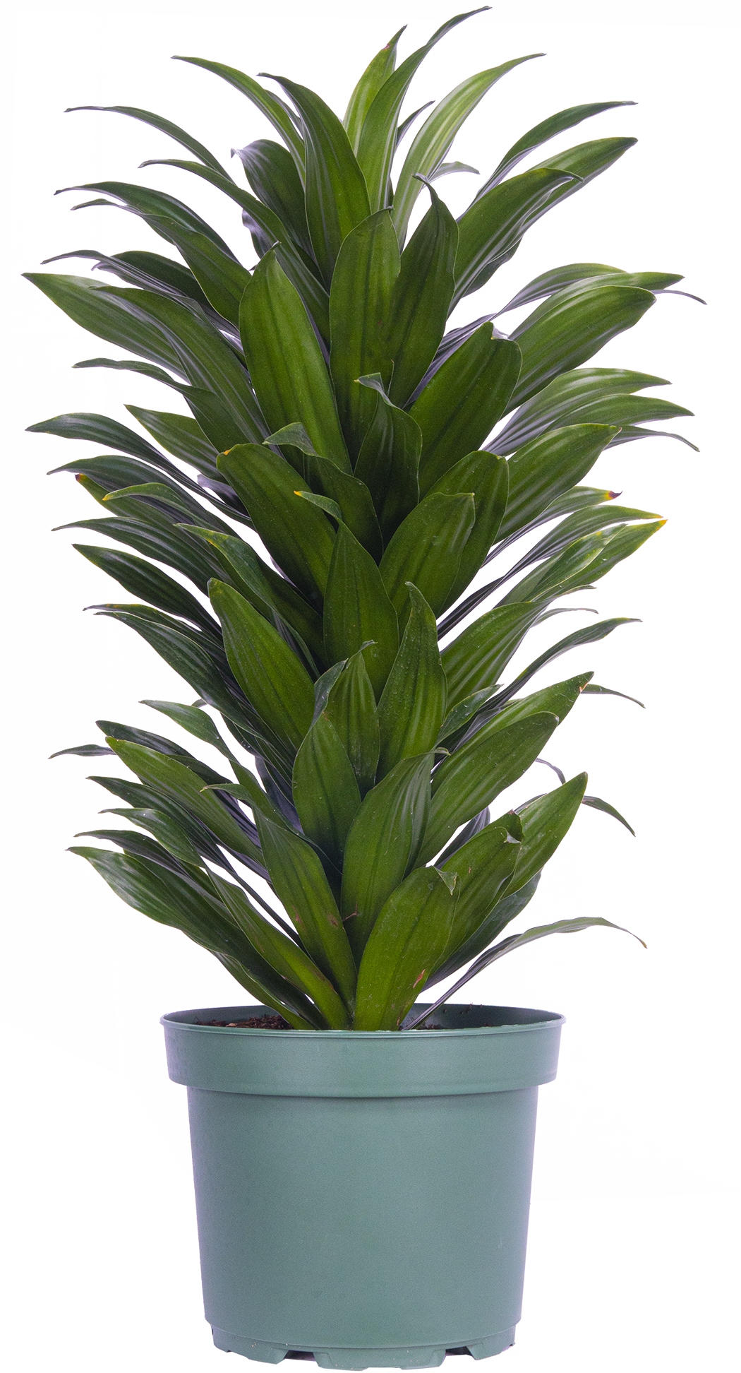 Dracaena Janet Craig Compacta (L)