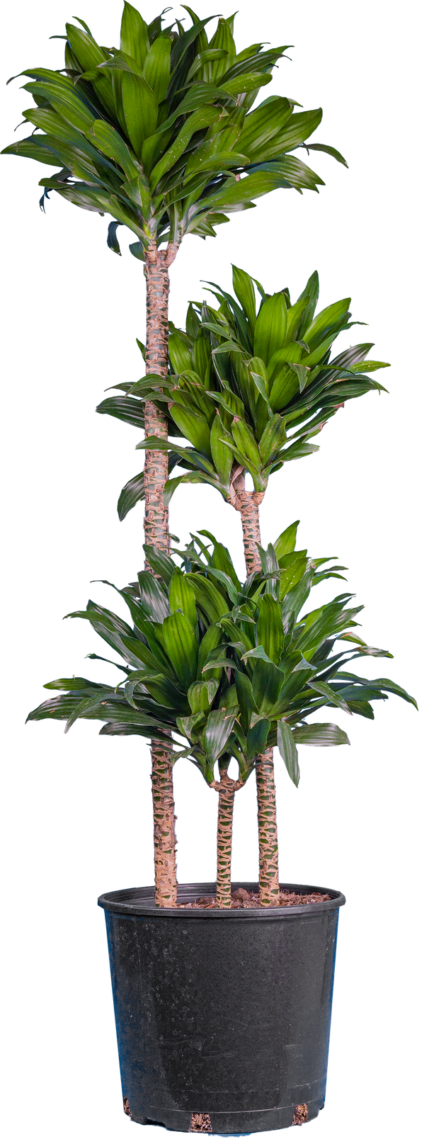 dracaena janet craig toxic Dracaena Janet Craig Compacta Cane | 22.5" Pot | Easy Care Houseplant