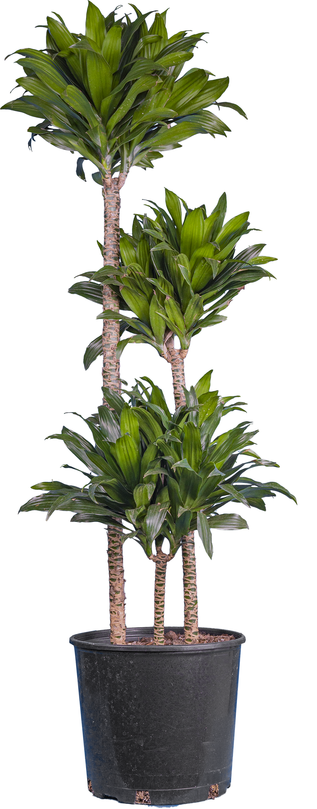 Dracaena Janet Craig Compacta Cane (XL)