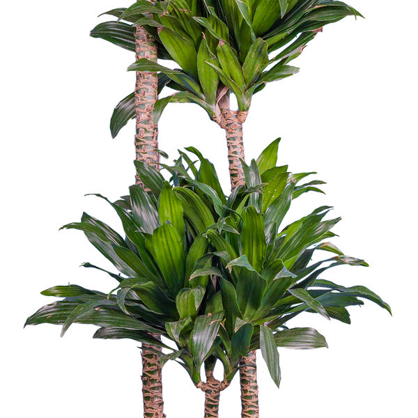 large dracaena compacta cane Dracaena Janet Craig Compacta Cane | 22.5" Pot | Easy Care Houseplant