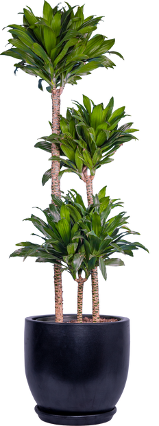 Dracaena Janet Craig Compacta Cane (XL)