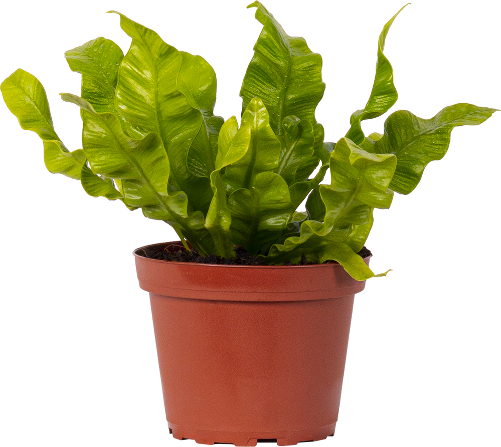 Asplenium Crispy Wave Birds Nest Fern 4" Pot Pet Friendly And