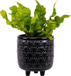 Asplenium Crispy Wave | Birds Nest Fern (S)