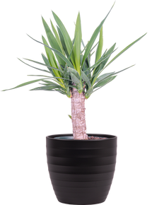 Joshua Tree Cane Yucca (L)