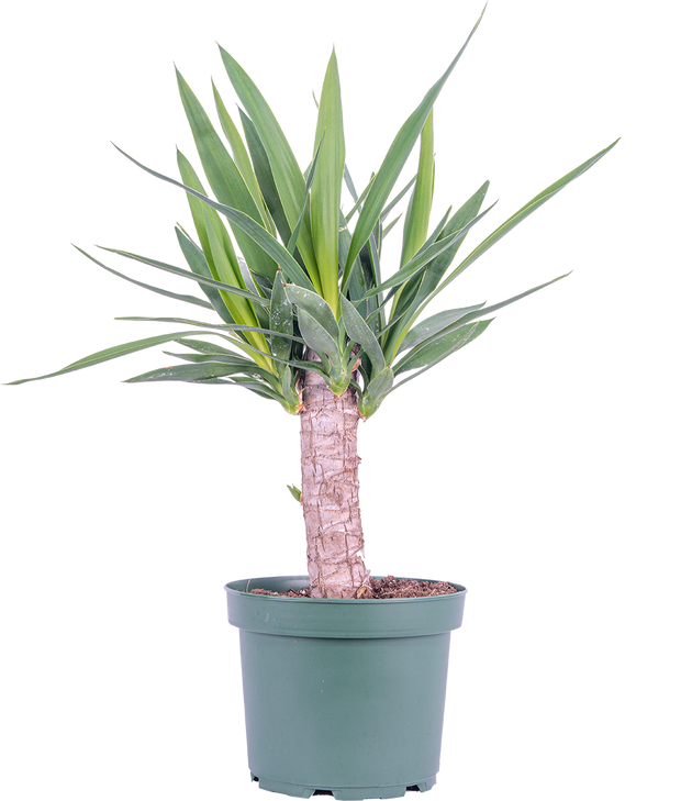 joshua tree house plant Joshua Tree Cane Yucca | 8" Pot | Easy Care Houseplant