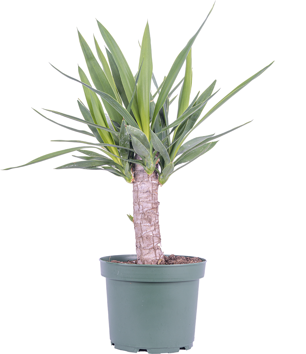 Joshua Tree Cane Yucca (L)