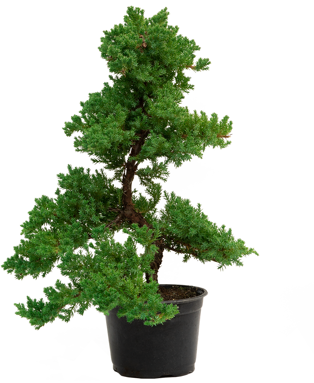 Grafted Juniper Bonsai Tree (M)