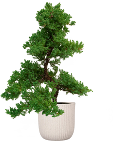 Grafted Juniper Bonsai Tree (M)