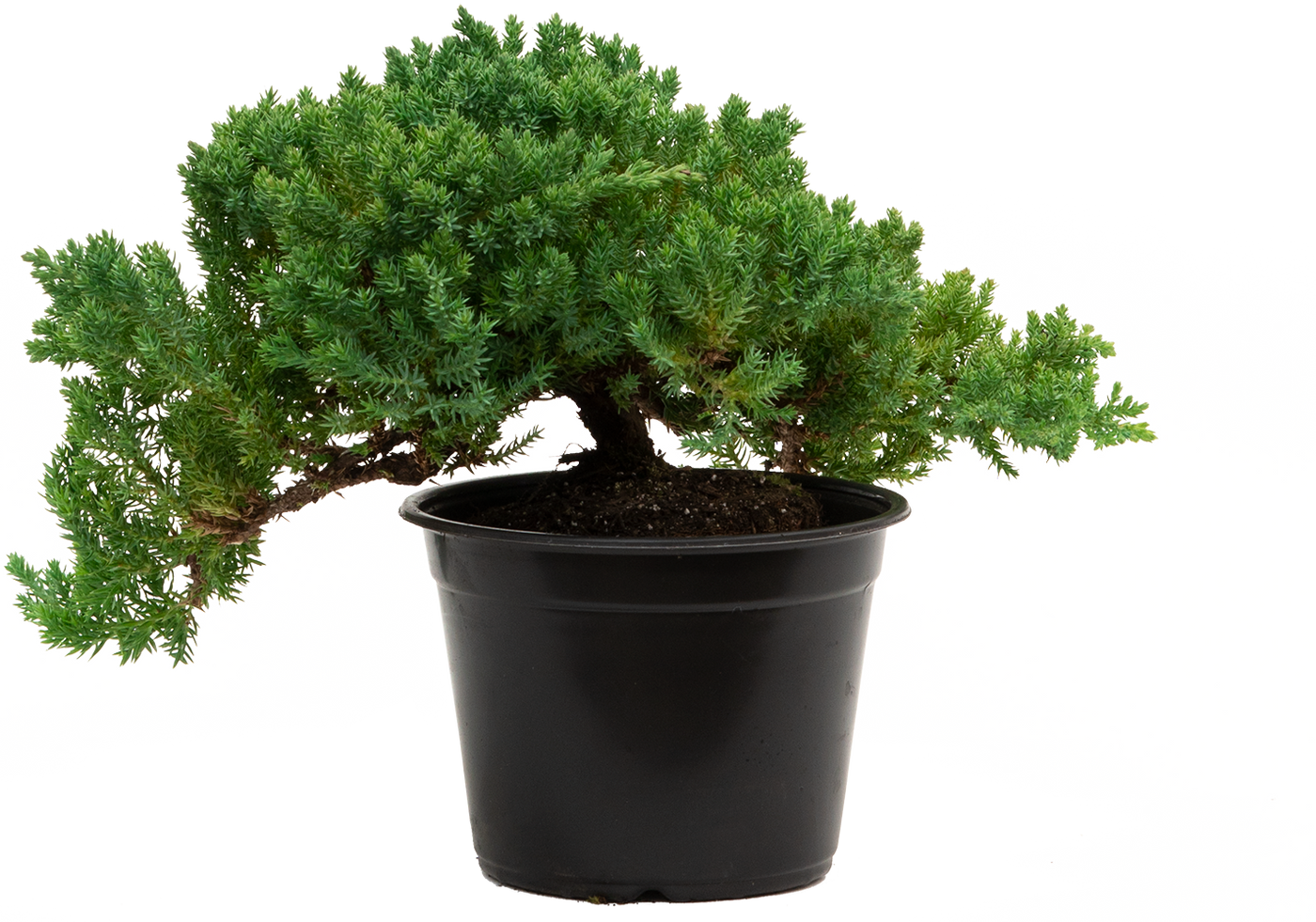 Juniper Bonsai Tree (M)