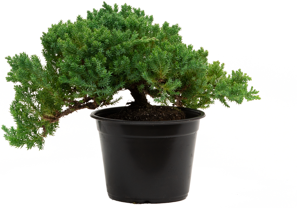 Juniper Bonsai Tree 6" Pot Easy Care Garden Plant Plantsome