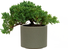 Juniper Bonsai Tree (M)