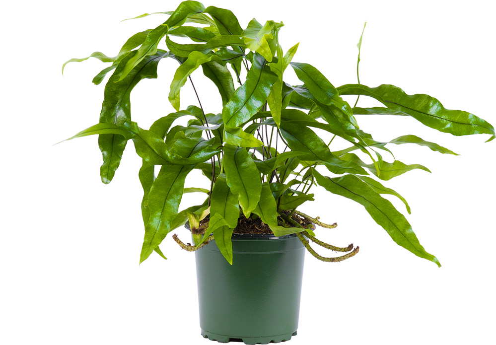 Microsorum | Kangaroo Fern (S)
