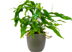 dieffenbachia perfection Dieffenbachia Perfection | 4" Pot | Easy Care Houseplant