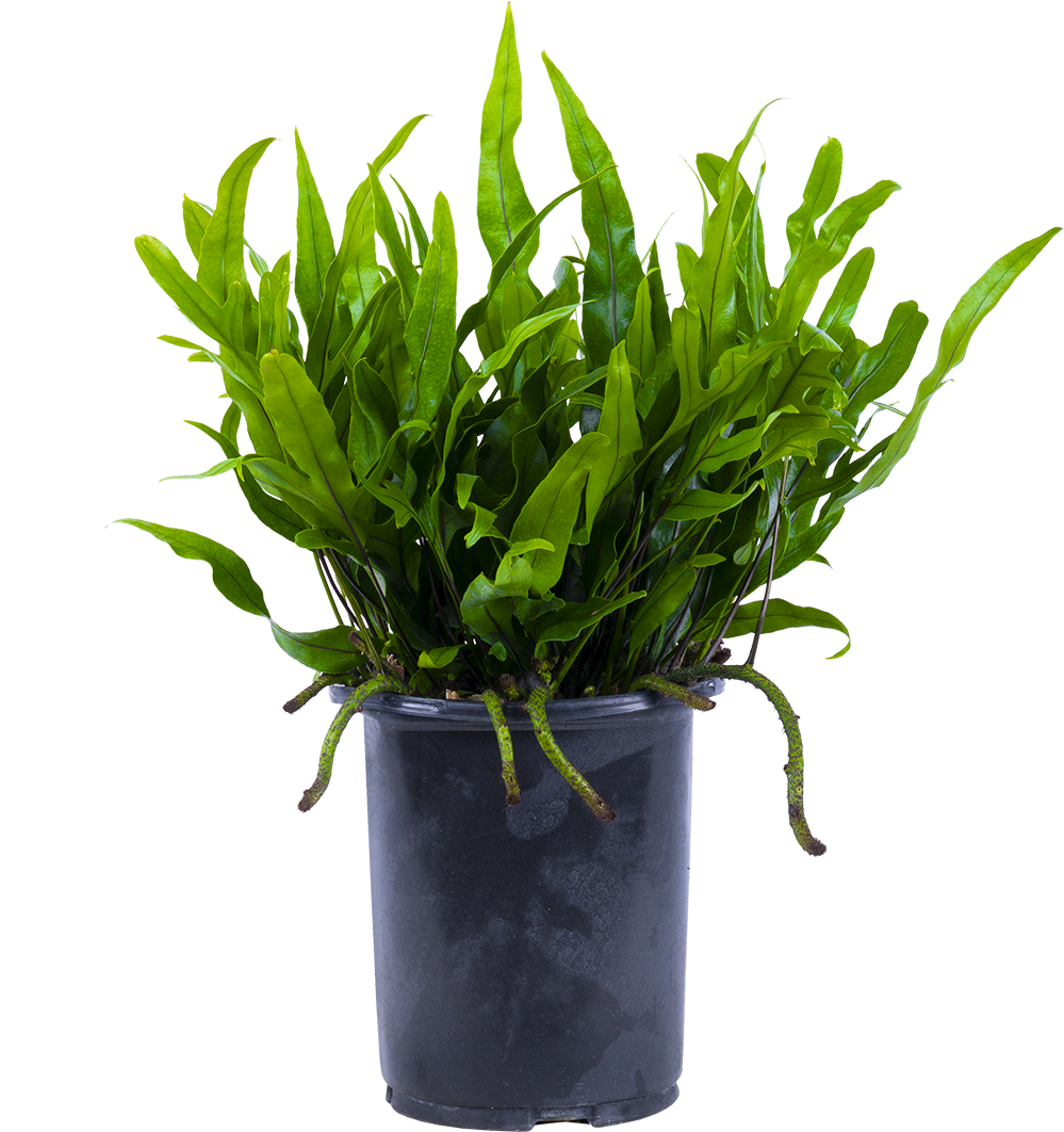 Microsorum | Kangaroo Fern (M)