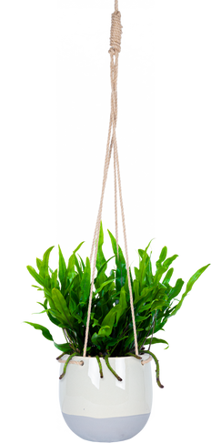 Microsorum | Kangaroo Fern (M)