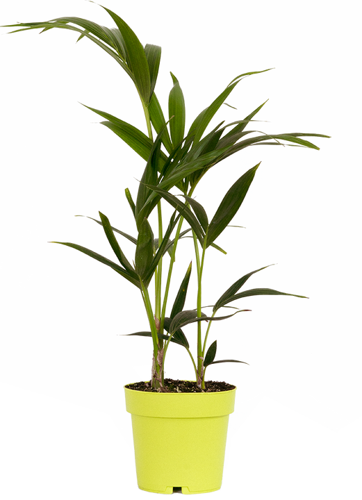 Howea Forsteriana | Kentia Palm (L)