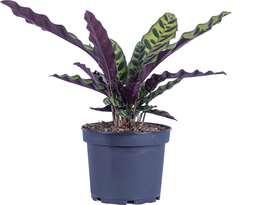 Calathea Lancifolia | Rattlesnake (M)