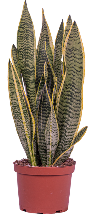 Sansevieria Laurentii | Snake Plant (M)