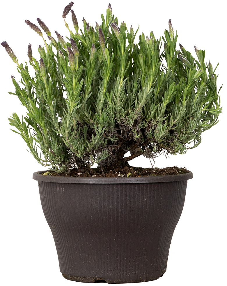Lavender Stoechas | French Lavender (L)