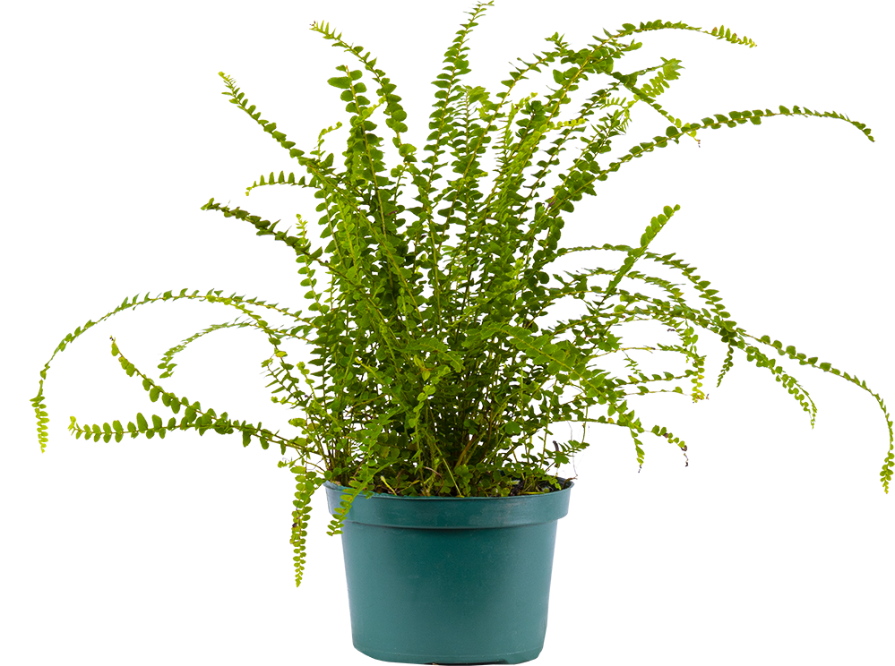 Nephrolepis Cordifolia | Lemon Button Fern (M)