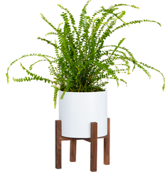 Nephrolepis Cordifolia | Lemon Button Fern (M)