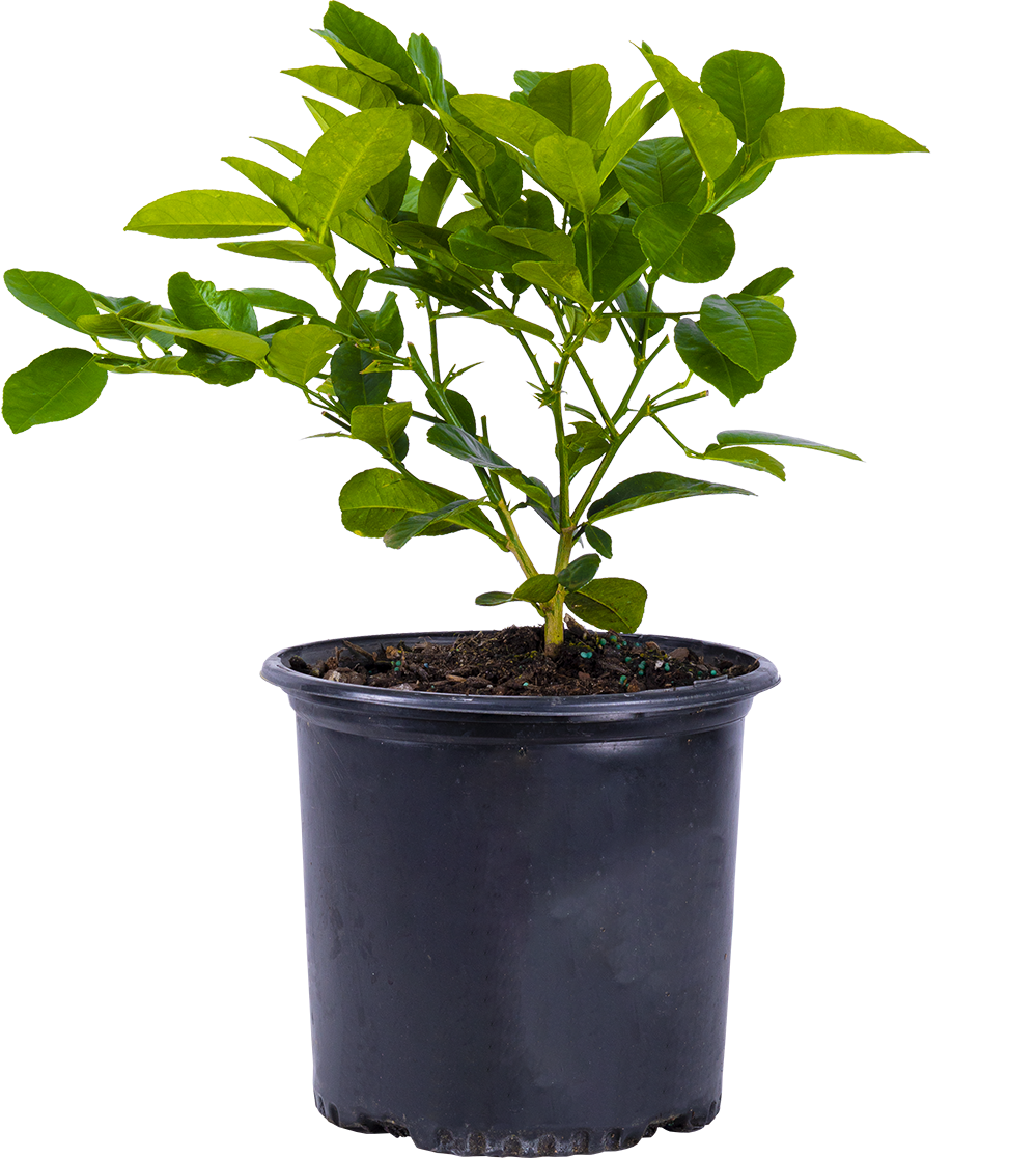 Citrus Meyeri | Lemon Plant (XL)