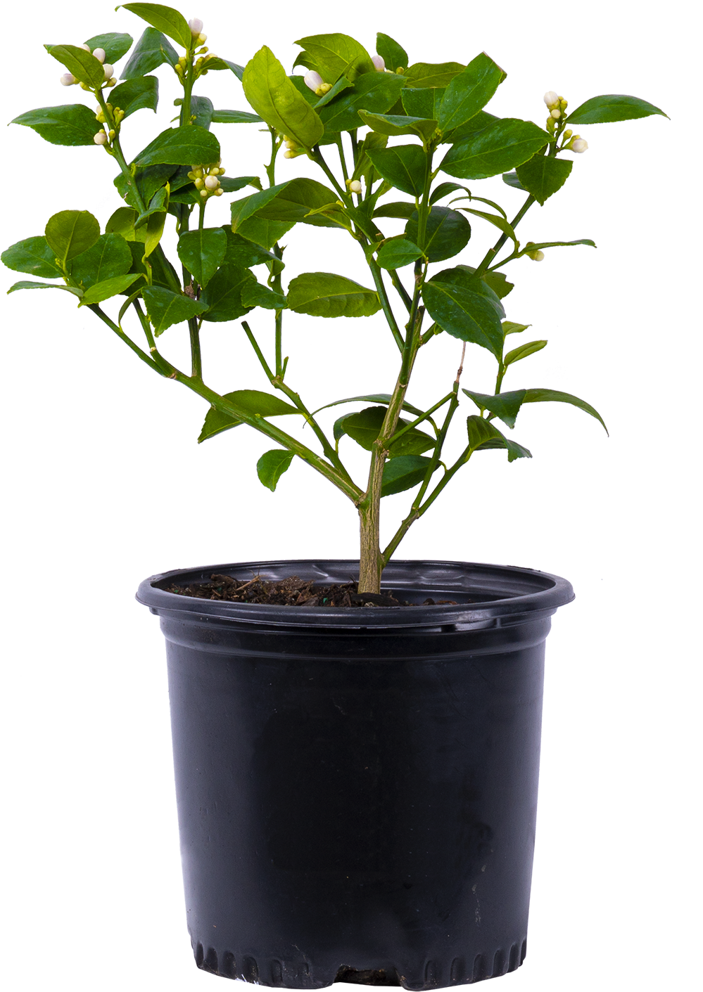 Citrus Meyeri | Lemon Plant (L)