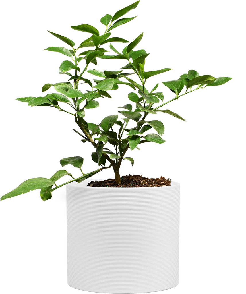 Citrus Lime Tree | 10" Pot | Garden Plant | Plantsome