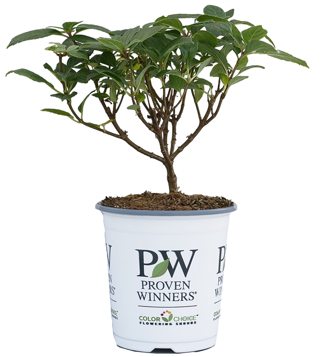 Little Quick Fire® | Hydrangea Paniculata (S) | Proven Winners®