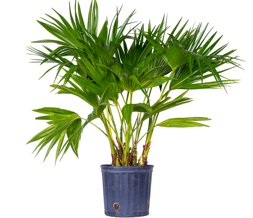 Livistona Fan Palm (XL)