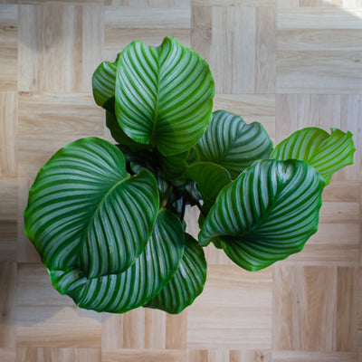 inspiratie