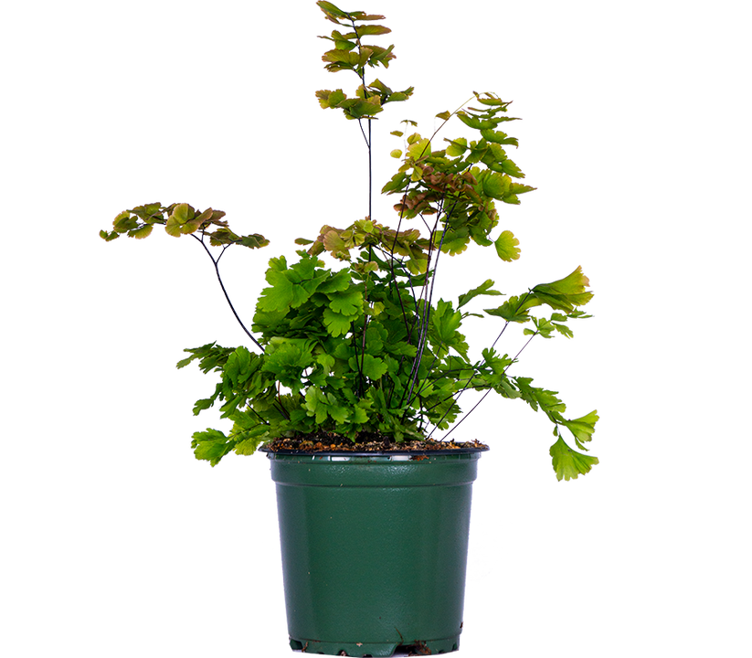 Adiantum | Maidenhair Fern (S)