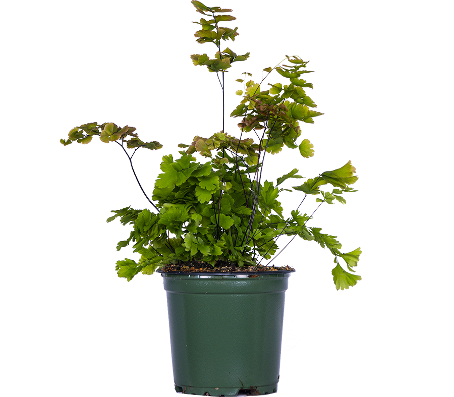 Adiantum | Maidenhair Fern (S)