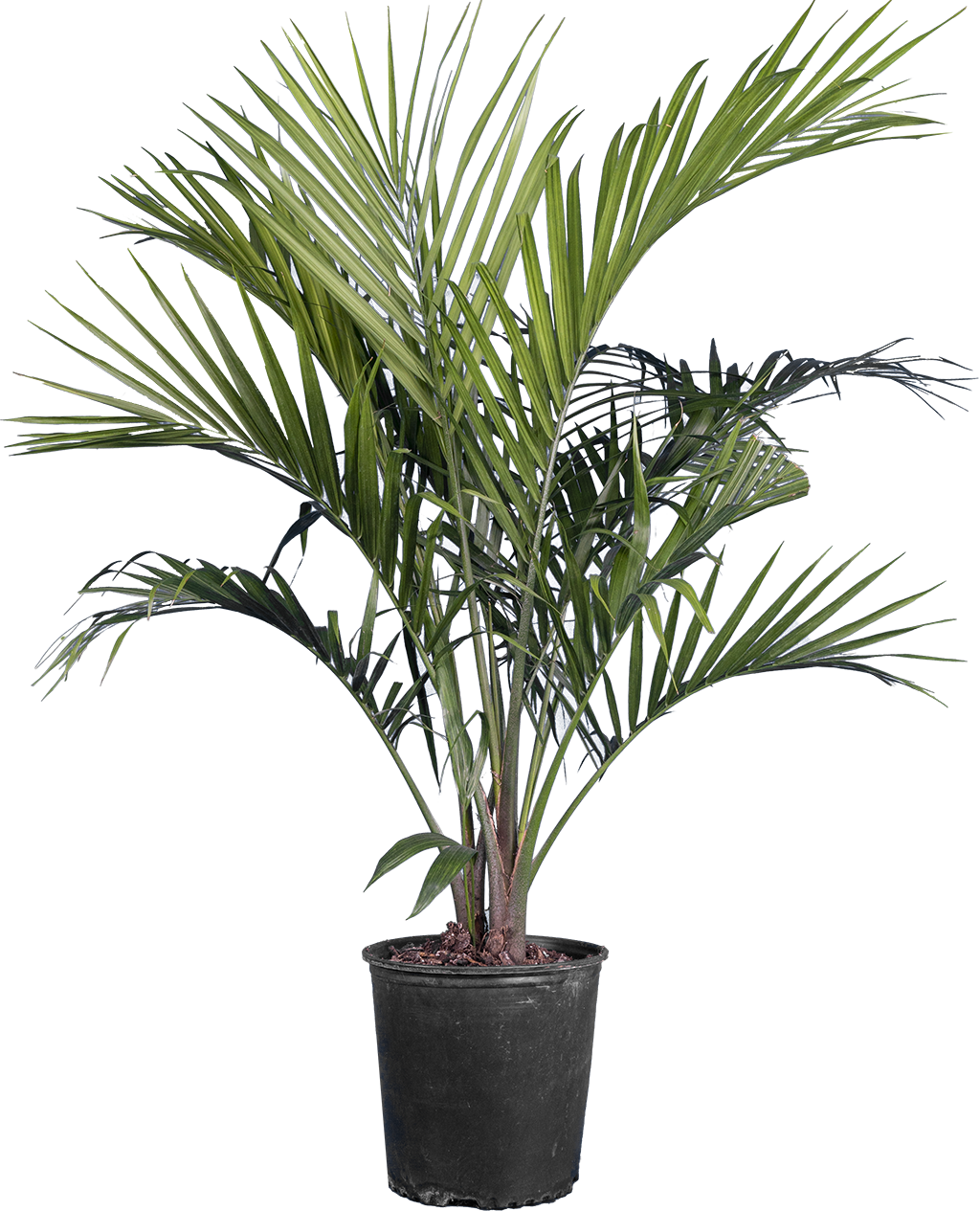 Majesty Palm | Ravaena Rivularis (XL)